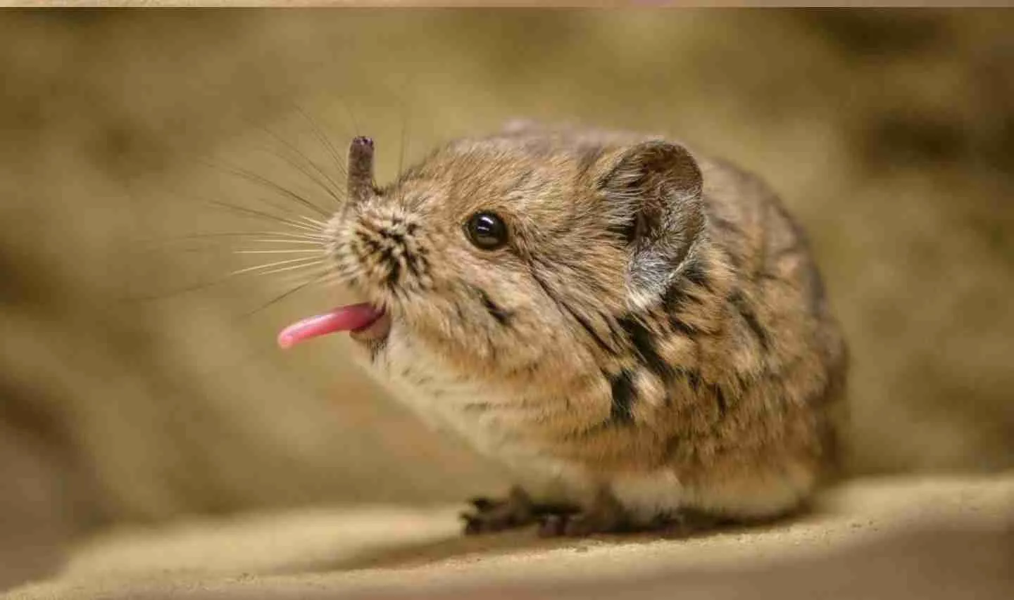 What Do Elephant Shrews Eat?