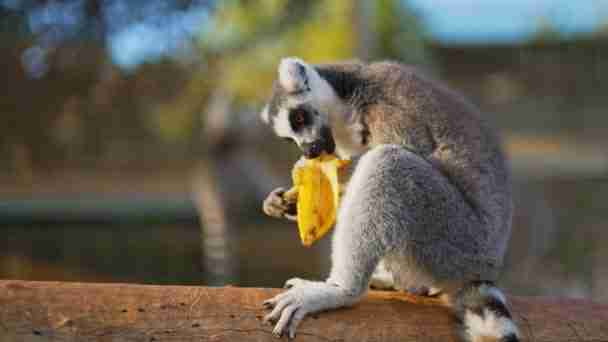 ringtailed lemur eating fruit