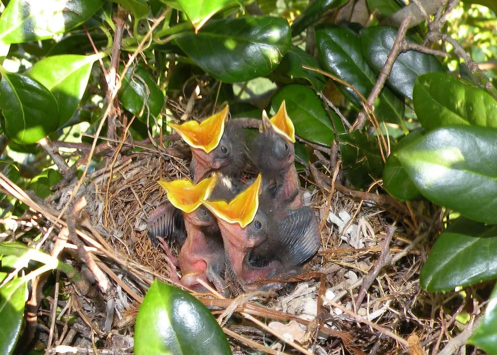 baby mockingbirds in the nest