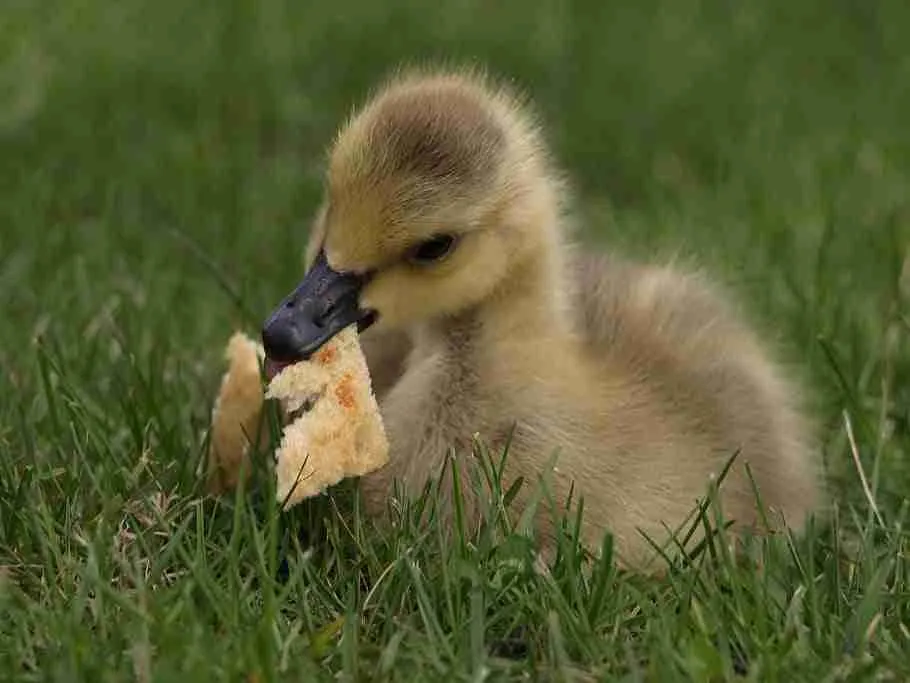 baby mallard duck eating