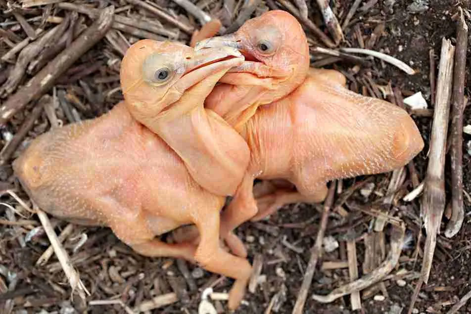 new born pelicans