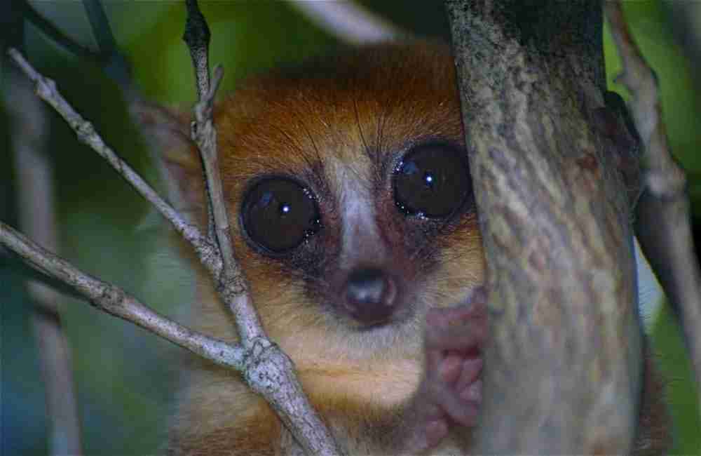 Mouse lemur in the rainforest in night