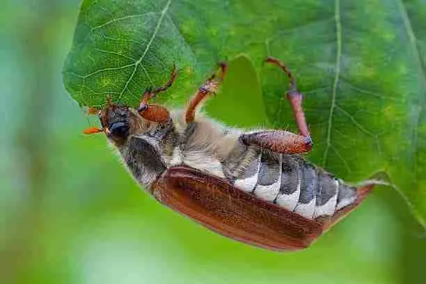 june bug eating leaf
