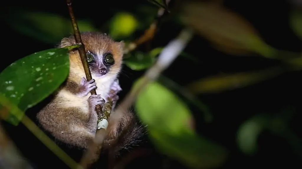 Mouse lemur in the rainforest in night