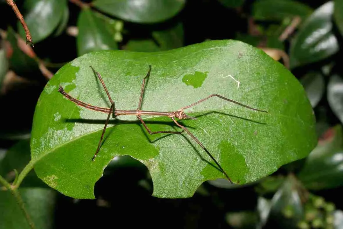 What Do Stick Bugs Eat?