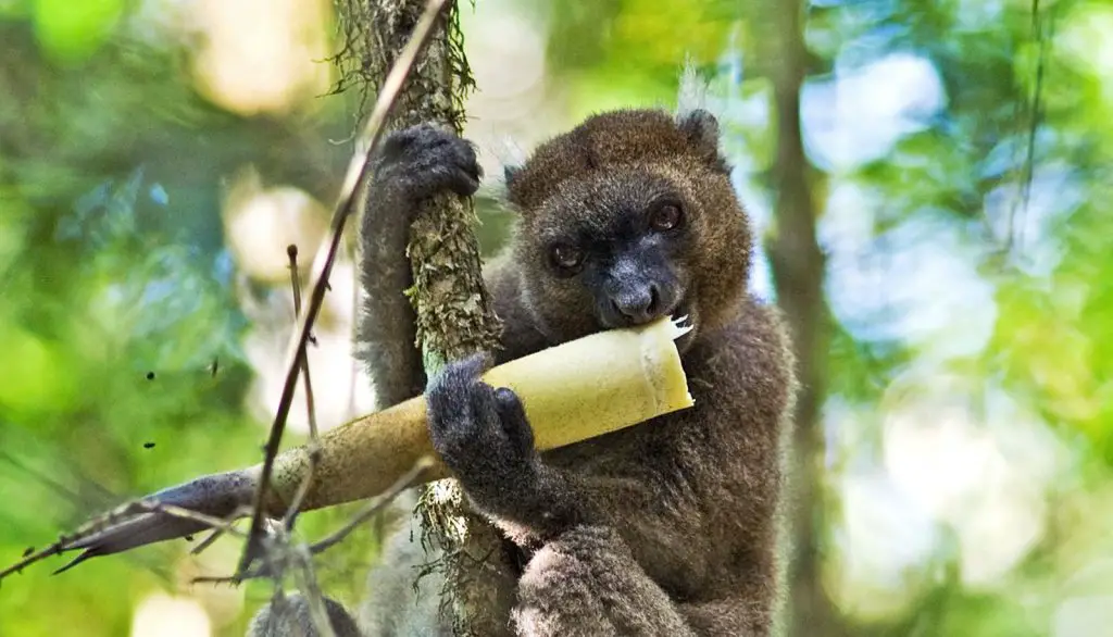Golden Bamboo Lemur in the rainforest