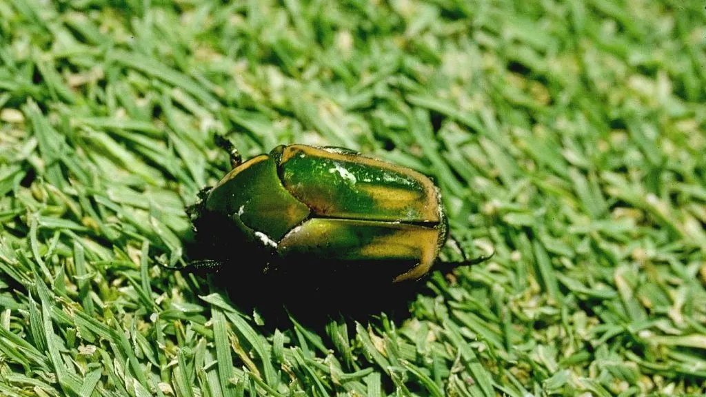 june bug sitting on grass