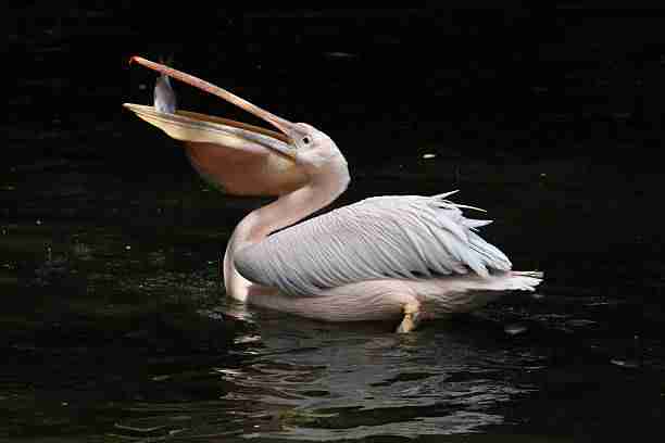 white pelican eating fish