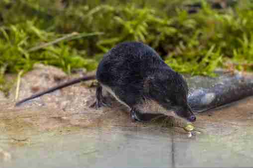 water shrew