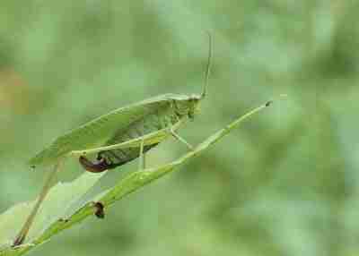 katydid sitting 