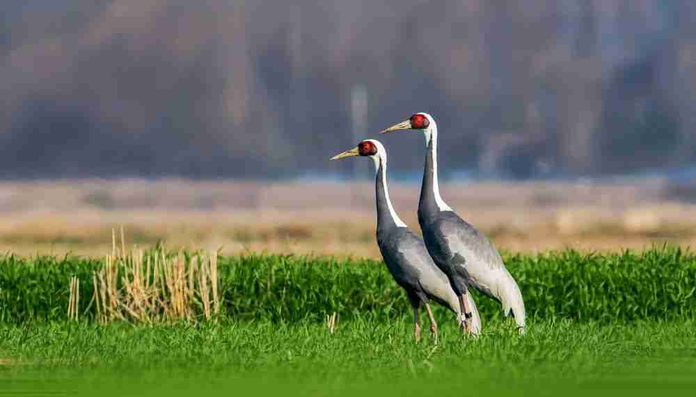 two white cranes in the wild