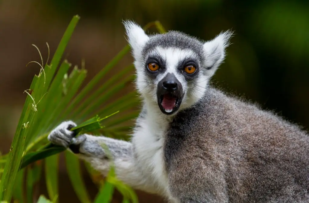 lemur eating plant