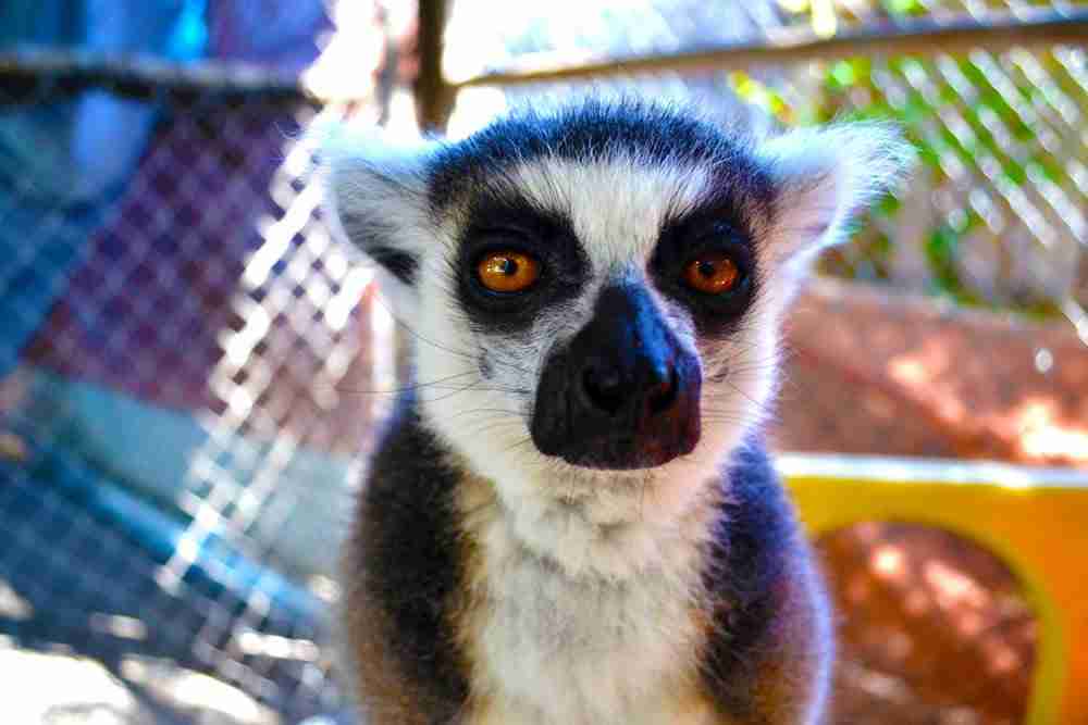 ringtailed lemur