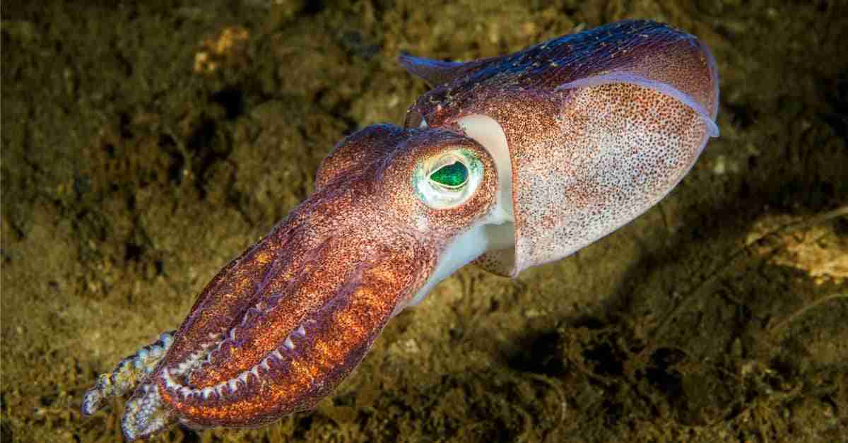 What Fish Do Squid Eat?