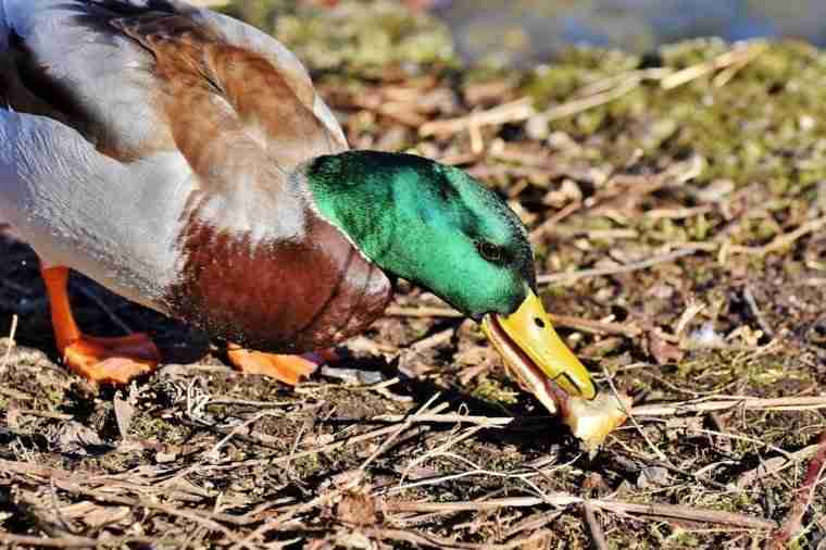 mallard duck eating 