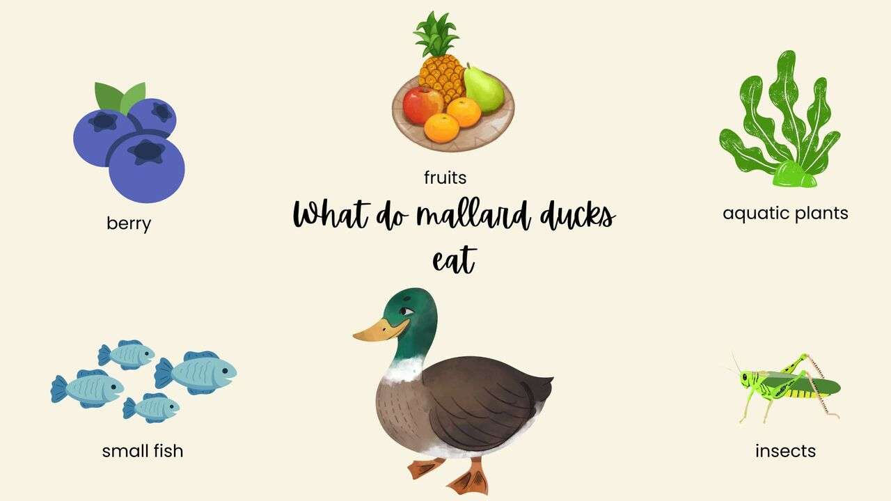 ducks eating clip art