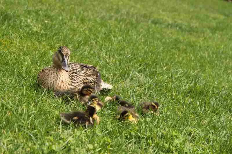 mother mallard duck and baby mallard ducks