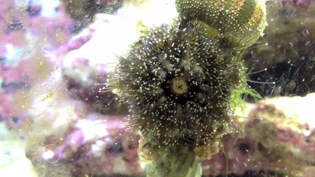 green urchin fish