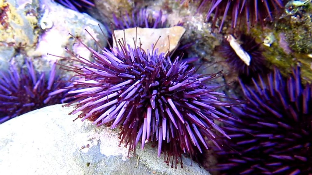purple sea urchin
