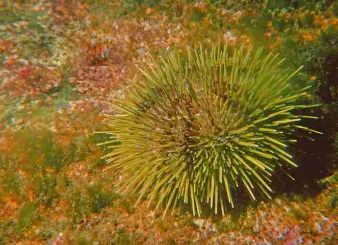 green sea urchin in sea