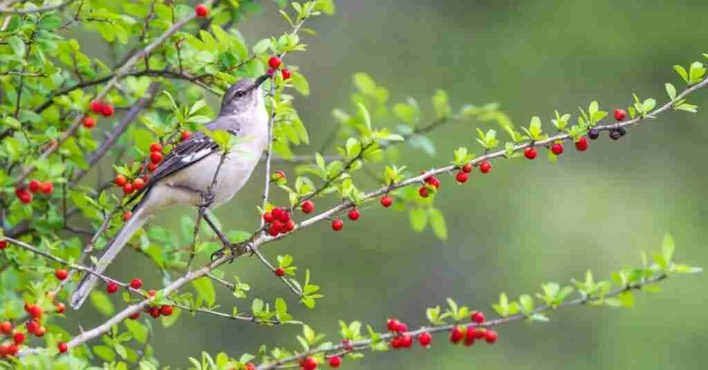 baby mockingbird eating berries