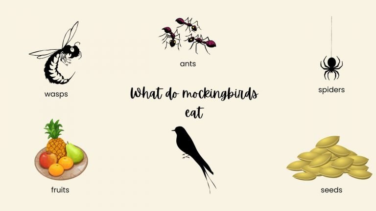 what do mockingbirds eat
