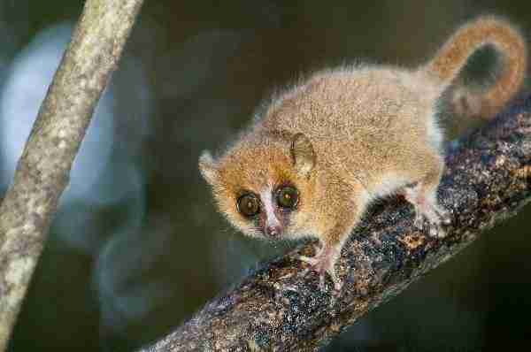 Mouse lemur in the rainforest