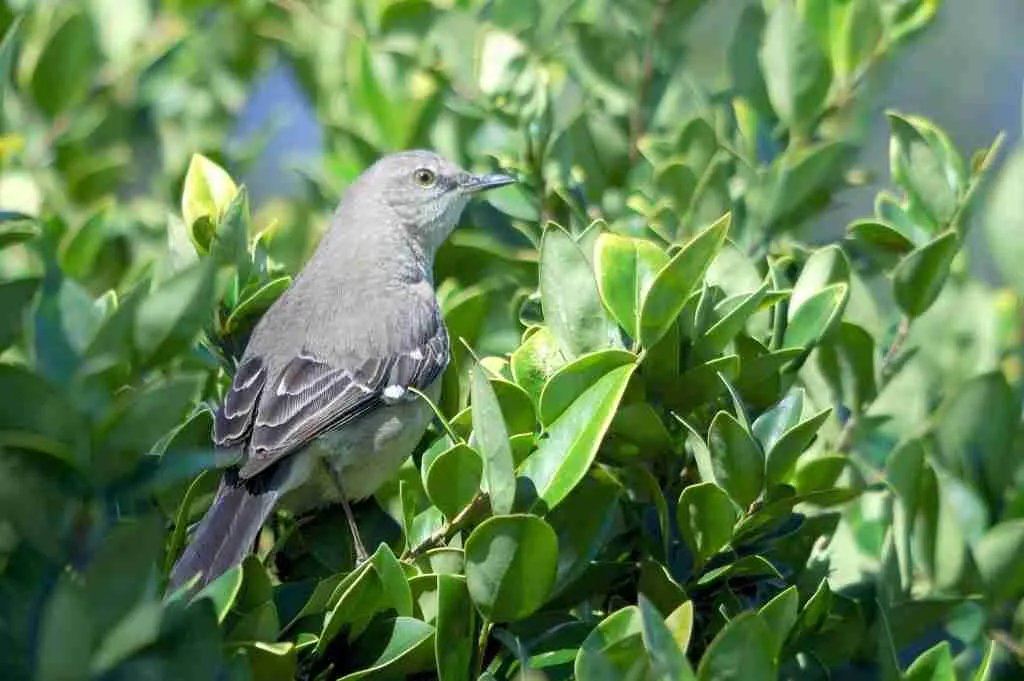 mockingbird sitting on the tree