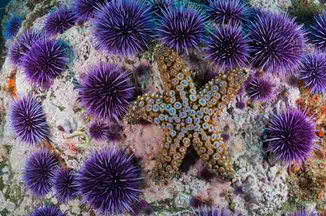 group of purple sea urchins