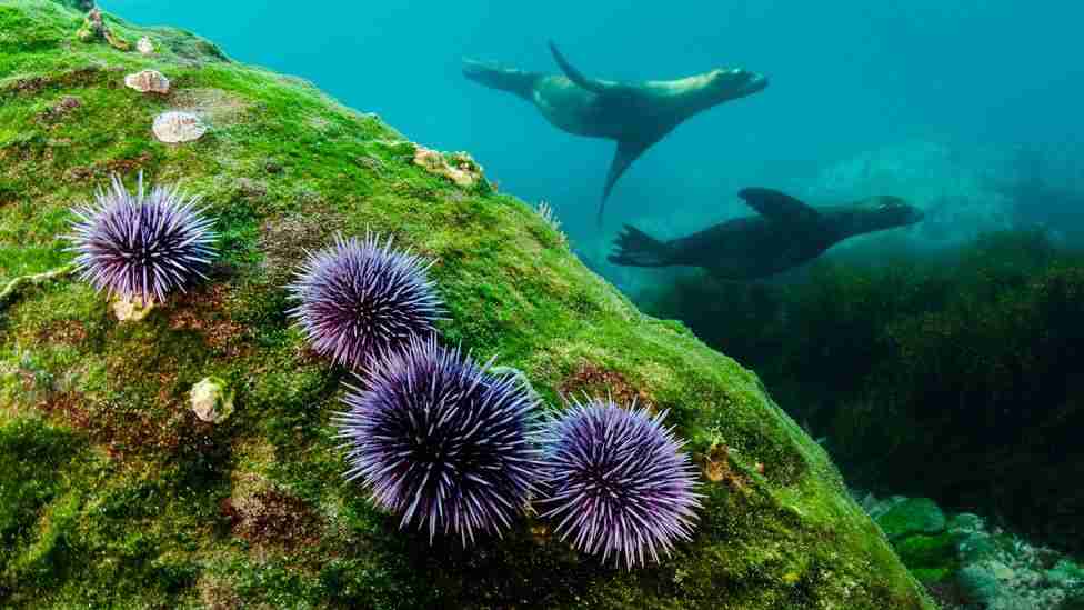 sea urchins in deep waters