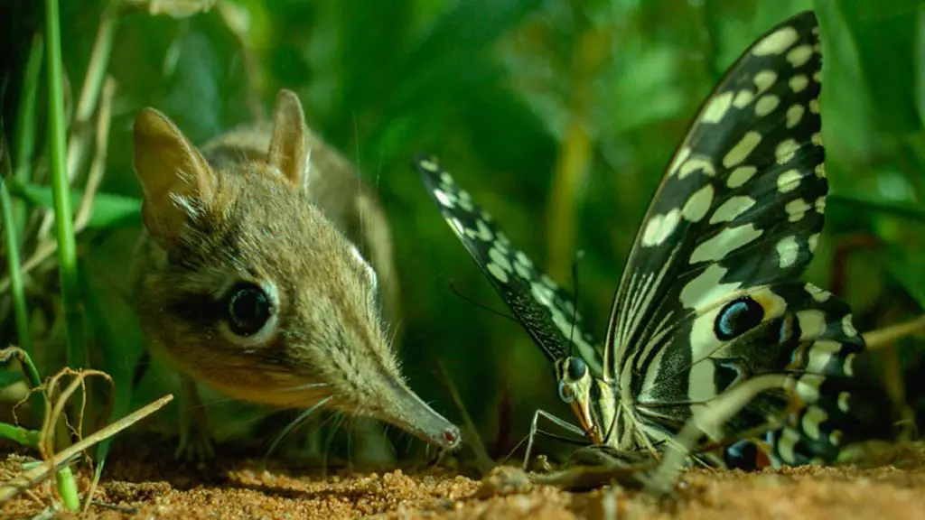 elephant shrew in field