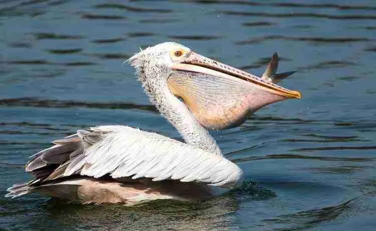 pelican eating fish