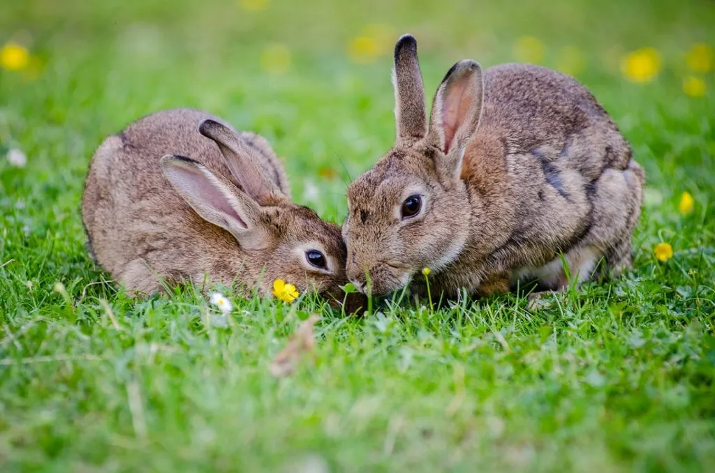 two rabbits in wildlife