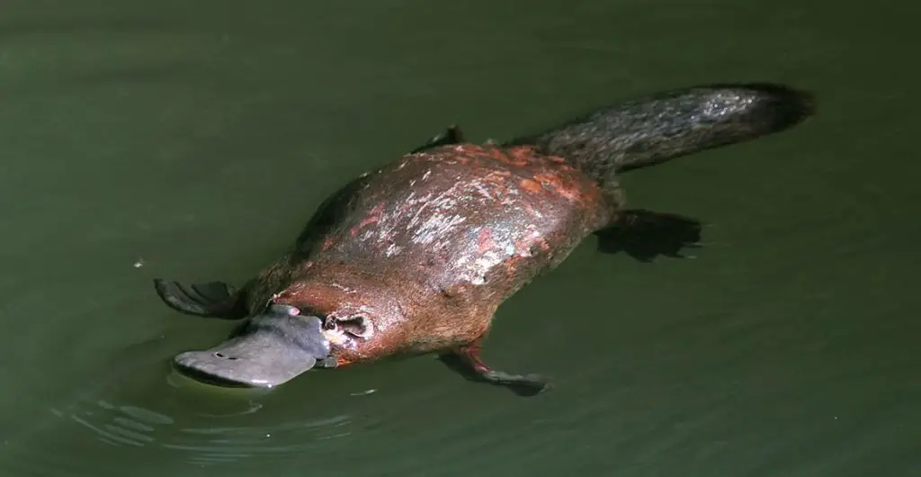 platypus enjoying in water