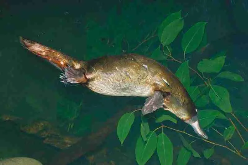 platypus swimming in water