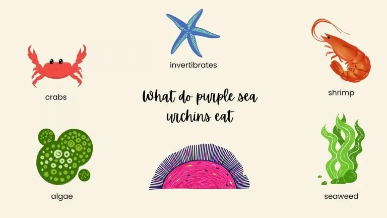 What do purple sea urchins eat