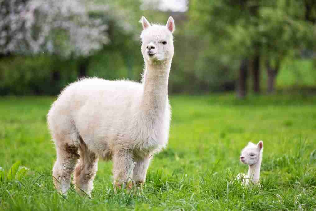alpaca and baby alpaca