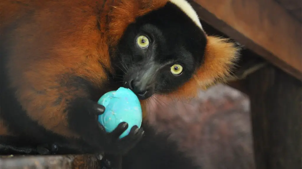 ruffed lemur in wildlife