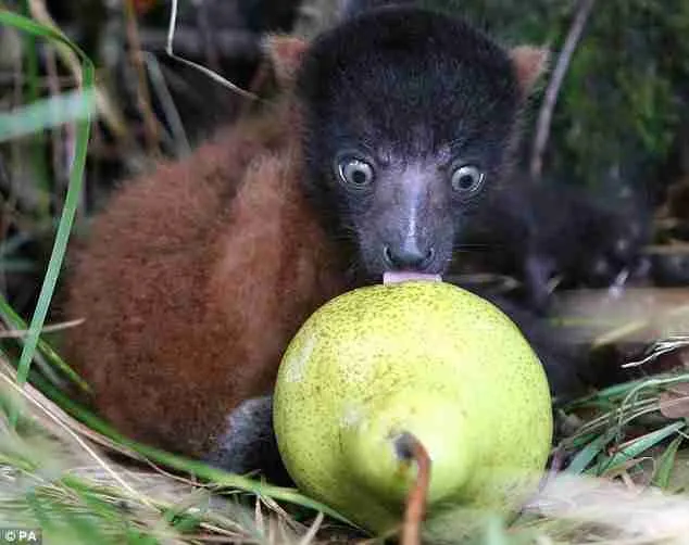 Red ruffed lemur eating fruits