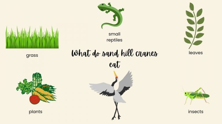 What do sand hill cranes eat