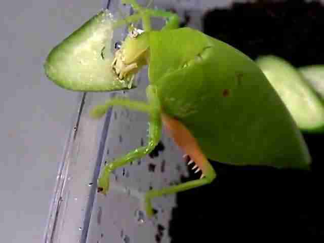 katydid eating cucumber