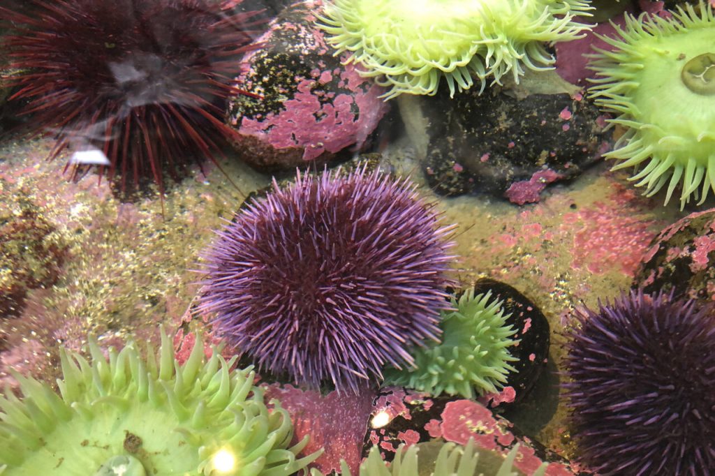 sea urchins with other fish