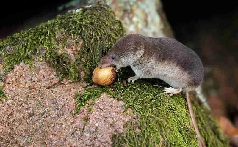 What Do Shrews Eat?