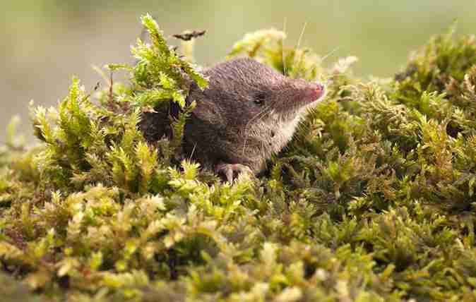 What Do Shrews Eat?