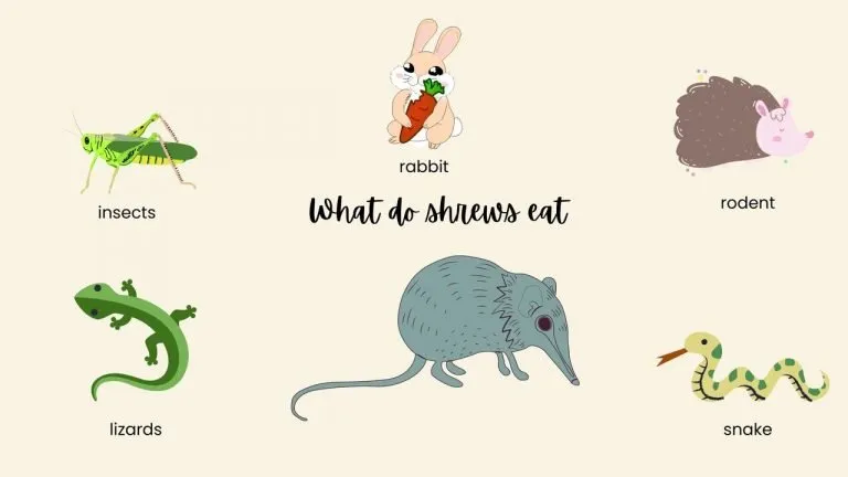 What do shrews eat
