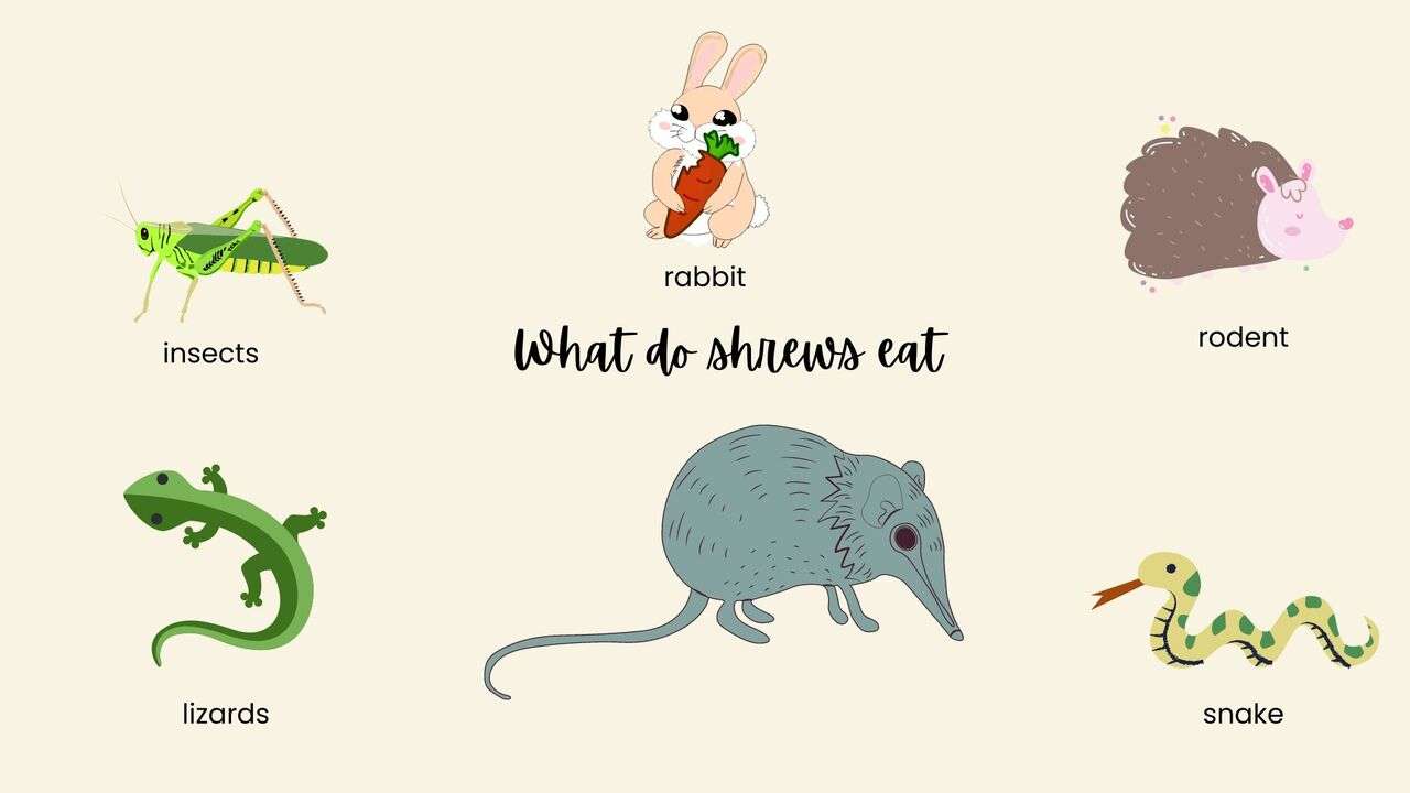 what-do-shrews-eat-11-foods-for-a-tiny-animal-a-z-animals