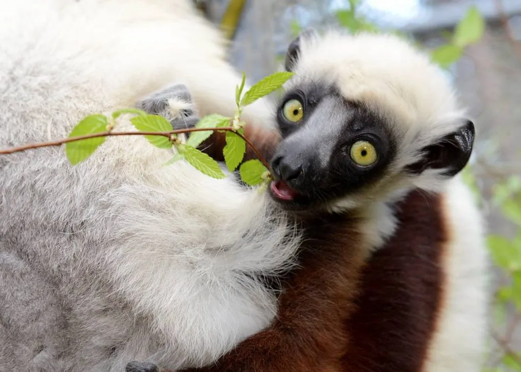 lemur in wildlife