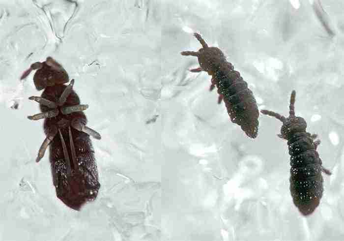 snow fleas on ice