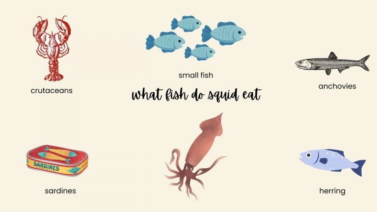 what fish do squid eat