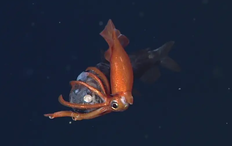 small squid underwater